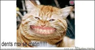 Un chat de 3 ans a toutes ses dents, c'est- dire combien ?