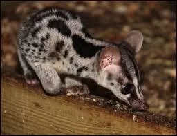 Je n'appartiens pas  la famille des flids mais  celle des viverrids et on m'a parfois appel le chat musqu. Qui suis-je ?