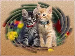 A quel ge un chaton perd-il ses dents de lait ?