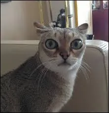 Chez le chat, qu'est-ce qu'une membrane nictitante ?