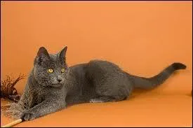 Notre ami le chat ne fait pas que miauler. Savez-vous ce qu'il fait d'autre ?