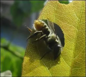Elle raffole des feuilles de rosiers parce qu'elles sont solides, l'abeille :