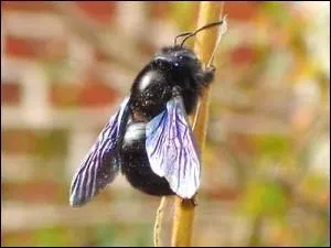 Elle pourrait tre menuisier, elle se contente d'utiliser le bois mort, l'abeille :