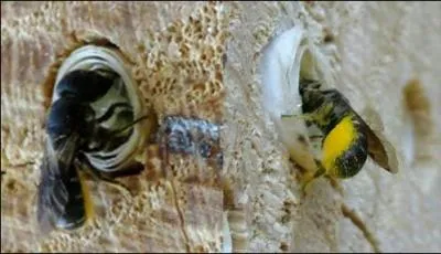 Elle grimpe aux arbres et surtout sur les sapins, l'abeille :