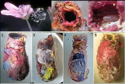 Parce qu'elles sont coquettes et dlicates, ces abeilles de Turquie et d'Iran utilisent des ------- pour faire leurs nids et ainsi protger les larves.