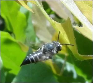 Elle ne ramasse pas le pollen, mais elle pond ses ufs sur le stock fait par les autres, l'abeille :