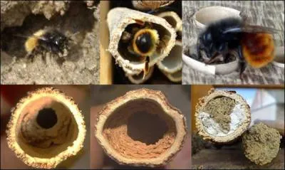 Elle utilise la boue pour construire la structure interne de son habitat et boucher son nid, l'abeille :