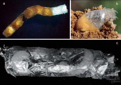 Elle creuse son nid dans les sols sablonneux meubles et se sert de sa courte langue pour faonner des cellules dont des parois sont trs minces, l'abeille :