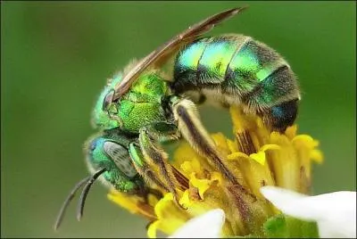 L'abeille que l'on dit  attire par la sueur , porte une livre aux reflets mtalliques et le joli nom de :