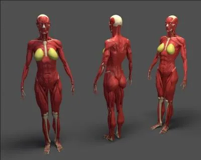 L'Homme a en moyenne 2 m et un dixime de 50 kg, oui mais de quoi ?