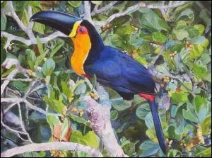 Acrylique sur toile cartonne de Gines : 'Toucan safran' !