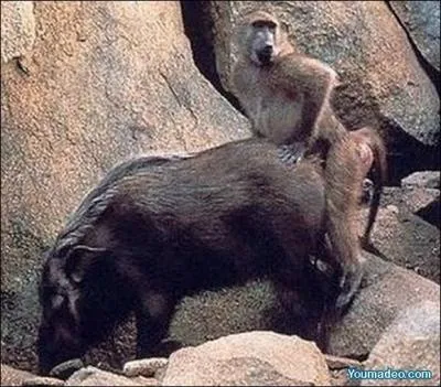 L'amour c'est comme les cartes, si tu n'as pas de partenaire, il te faut une bonne main !