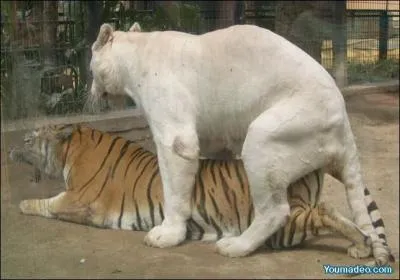 Les femmes pardonnent parfois  celui qui brusque l'occasion, mais jamais  celui qui la manque !
