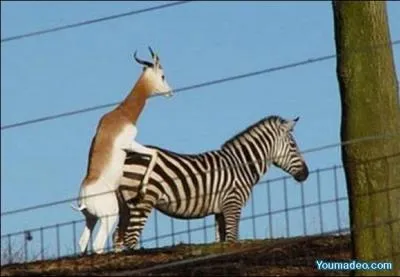 Ce n'est pas parce que l'homme a soif d'amour qu'il doit se jeter sur la premire gourde !