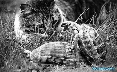 Une nymphomane, c'est une femme qui est  peu prs aussi obsde par le sexe que l'homme ordinaire !