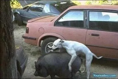 Le mariage est comme le restaurant,  peine servi qu'on regarde ce qu'il y a dans l'assiette du voisin !