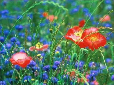 Puisqu'on parle de fleurs... dans quelle saga littraire peut-on rencontrer Fleur Delacour ?