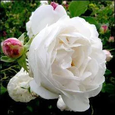 Son nom de famille est Jordana. Cette jeune chanteuse s'est fait connatre en 2009 en participant  l'mission  Nouvelle Star . Quel est son prnom ?