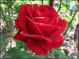 Dans quel film le personnage fminin principal porte-t-il un prnom qui est le nom de cette fleur ?