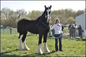  quoi le distingue-t-on des autres chevaux ?