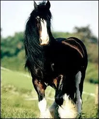 Comment s'appelait l'talon fondateur de la race et en quelle anne est-il n ?