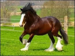 Le shire a un temprament calme et des allures lgantes.