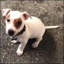 Comment s'appelle son chien ?