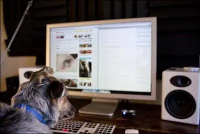 Internet intresse de plus en plus de monde, la preuve, mme un chien et ...