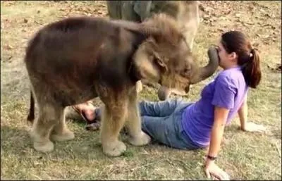 A quel organe correspond la trompe de l'lphant ?