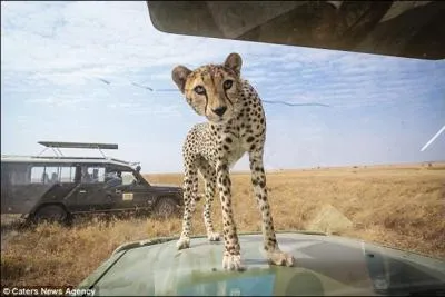 Lorsque vous faites un safari-photos en Afrique, ce flin a pris l'habitude d'utiliser votre voiture pour surveiller les alentours !