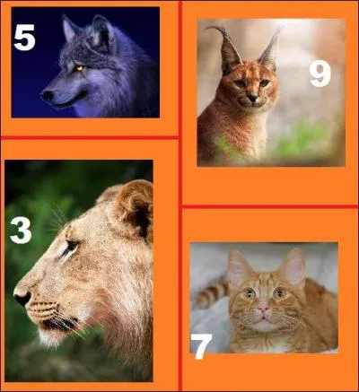 Trouver l'intrus. (Espce)