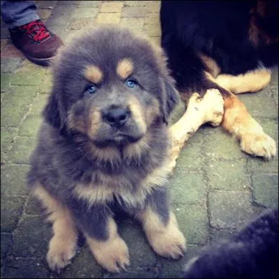 Je suis un trs grand chien, rare car moins de 500 vivent en France. Je pse de 60  80 kg . Qui suis-je ?