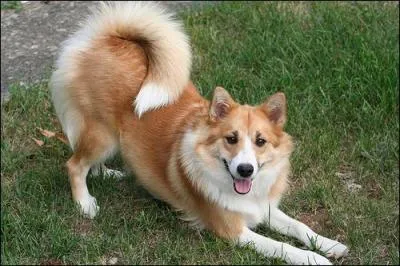 Je suis un chien extrmement joyeux, trs intelligent et fidle, mais le seul souci, je suis rare ! Qui suis-je ?