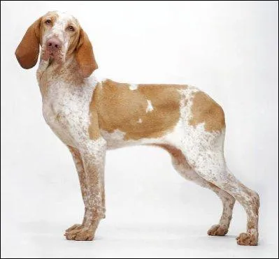 Je suis un petit chien, avec un caractre de  cochon , on peut dire de moi que je suis ttu voire timide. Je suis un chien qui a tout le temps faim ! Qui suis-je ?