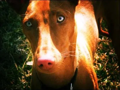 Je suis un chien d'une seule couleur, j'ai besoin de beaucoup d'espace. Je suis un chien noble. Qui suis-je ?