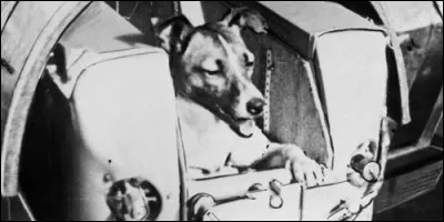 Quel est le premier animal à être allé dans l'espace ?