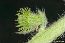 Ceci est une aigremoine. Quel est son agent de dispersion ?