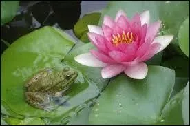 Ceci est un nnuphar. Son agent de dispersion est l'eau. Quelles sont les particularits qui favorisent sa dispersion ?