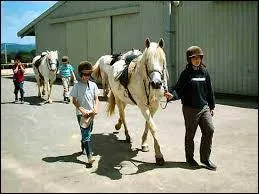 Quelles prcautions faut-il prendre pour mener en main un cheval quip d'un filet et d'une selle ?