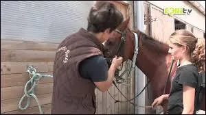 Comment dbrider correctement un cheval ?