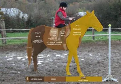En quitation on divise le cheval en trois parties, lesquelles ?