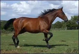 Quelle est la robe la plus rpandue ?