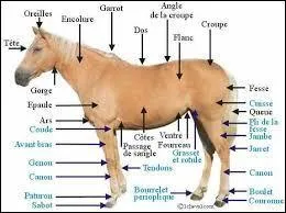 Tu dois aussi apprendre les diffrentes parties du cheval.