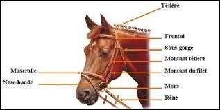 Et aussi les diffrentes parties du filet.