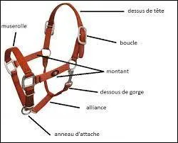 Et enfin les diffrentes parties du licol.