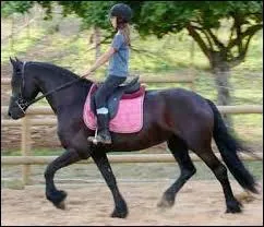 Quelle est la bonne position  cheval ?