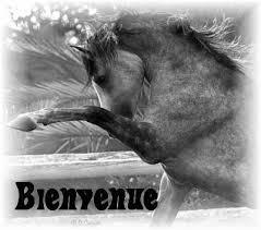 Quiz Galop 1