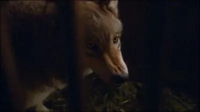 Quel prnom Robb Stark a-t-il donn  son loup-garou ?