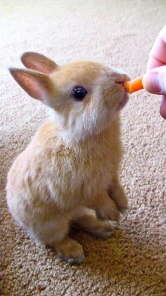 Que mange ce petit lapin ?