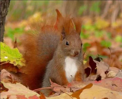 Quel est cet animal ?